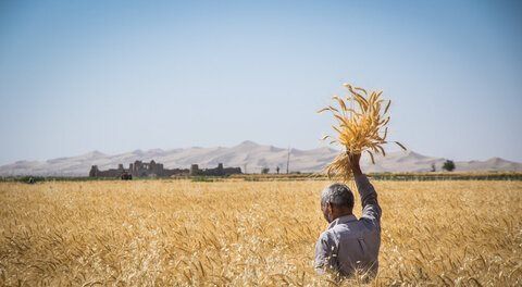 پیش‌بینی برداشت ۲۸۹ هزار تن گندم در اصفهان