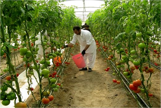 صادرات یک هزارتن گوجه فرنگی به روسیه و کشورهای حوزه خلیج فارس