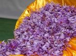 خراسان جنوبی دارای رتبه دوم تولید زعفران