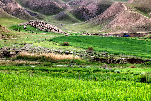 پروژه مدیریت چرا در مراتع قشلاقی ومیانبند شهرستان سرخه اجرا شد
