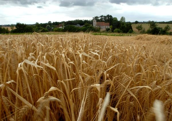 رکورد 36 ساله تولید جو شکست/ نیاز وارداتی برنج 800 هزار تن پیش‌بینی می‌شود/ افزایش عملکرد دوبرابری حبوبات در کشت پاییزه