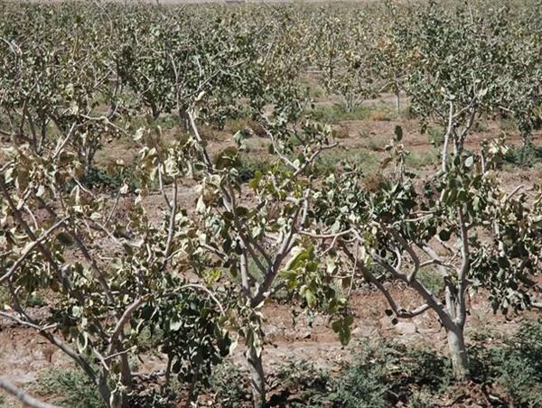 بخاری باغی بهترین روش مقابله با سرمازدگی