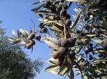 استحصال 900 تن روغن زیتون در طارم/ سهم 25 درصدی در تأمین روغن زیتون کشور
