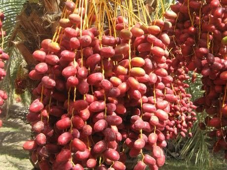 صادرکننده ایرانی: امسال در محصول خرما برداشت خوبی خواهیم داشت/ نگرش مشتریان اروپایی پس از برجام مثبت شده است/ آگاهی از خواص درمانی خرما، تقاضا را افزایش داده است