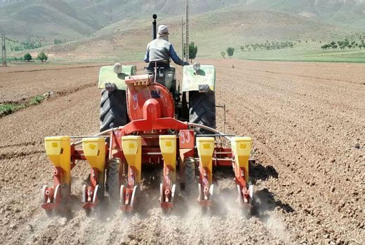 450 هکتار از اراضی کشاورزی شهرستان کیار به کشت چغندر قنداختصاص یافت