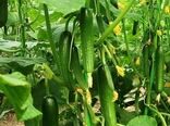 اولین کنه‌کش گیاهی بومی ایران ثبت شد