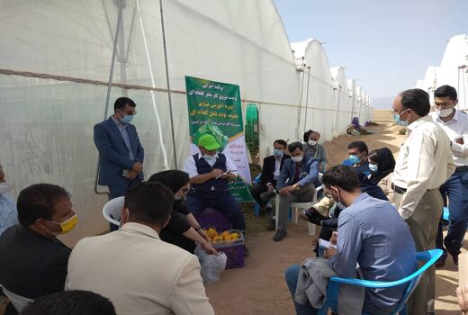 برگزاری دوره آموزشی مهارتی مدیریت تولید فلفل گلخانه ای در استان یزد

