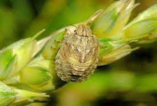 آغاز مبارزه با سن غلات در شهرستان ارزوئیه