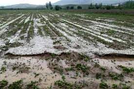 خسارت بارش باران تابستانی و تگرگ در دو روز گذشته به بخش کشاورزی خراسان شمالی 