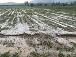 خسارت بارش باران تابستانی و تگرگ در دو روز گذشته به بخش کشاورزی خراسان شمالی 