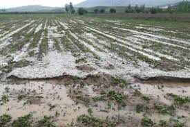 خسارت بارش باران تابستانی و تگرگ در دو روز گذشته به بخش کشاورزی خراسان شمالی 