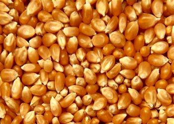 خرید تضمینی بیش از 24 میلیون کیلو گرم ذرت دانه ای در هرمزگان