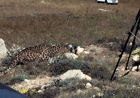 داده‌های ماهواره‌ای حاکی از تلف شدن هیرکان است