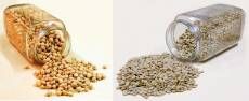 افزایش 2.5 برابری سطح زیر کشت پاییزه و انتظاری نخود و عدس/ تلاش برای معرفی ارقام نخود با عملکرد بالا و مقاوم به برق‌زدگی