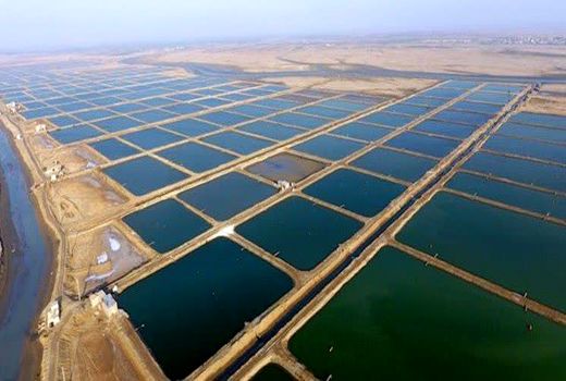 چهار هزار هکتار از مزارع پرورش میگوی استان تحت پوشش بیمه‌ای قرار گرفت