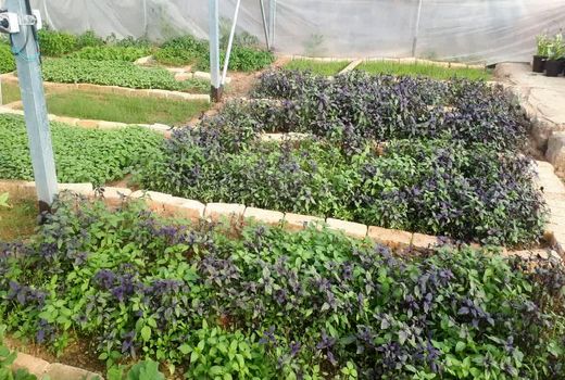 نخستین گلخانه کوچک مقیاس در روستای سرتشنیز به بهره برداری رسید