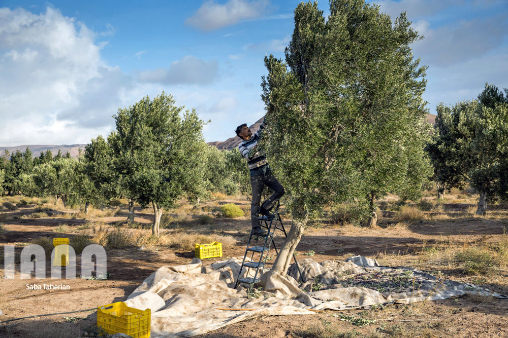  باغ بزرگ زیتون‌کشور در منجیل
