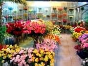 میزان واردات گل به کشور 10 برابر صادرات آن است
