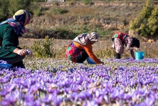 بانوان اصفهانی با کشاورزی شهری، زندگی سبز را به خانه‌ها بازگرداندند