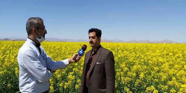 شهرستان شاهین شهر و میمه همچنان پیشتاز کشت کلزا در اصفهان