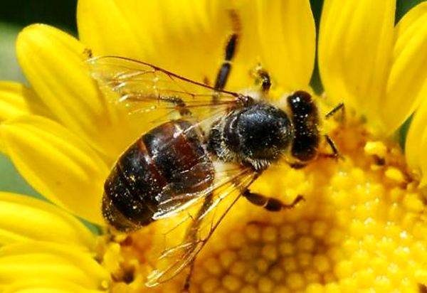 2017، سالی بسیار مهم برای حشره‌کش‌های قاتل زنبورها