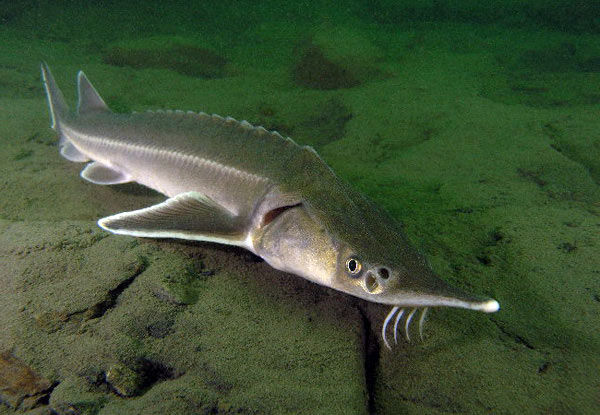 امضای تفاهم‌نامه پرورش ماهیان خاویاری بین سازمان شیلات ایران و بنیاد مستضفان