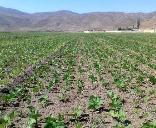 کشت بیش از 15 هزار هکتار لوبیا در شهرستان اقلید