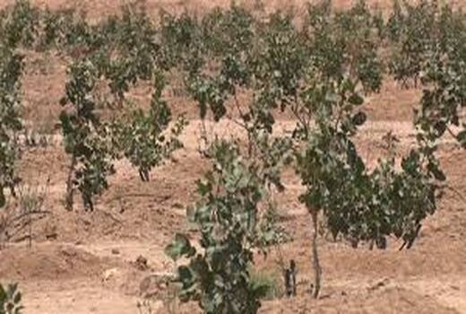 ممنوعیت دخالت افراد غیرمتخصص در فعالیت های باغبانی مرودشت 