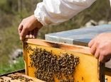 آغاز سرشماری سراسری زنبورستانهای استان بوشهر