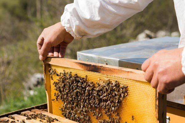 آغاز سرشماری سراسری زنبورستان‌های استان بوشهر