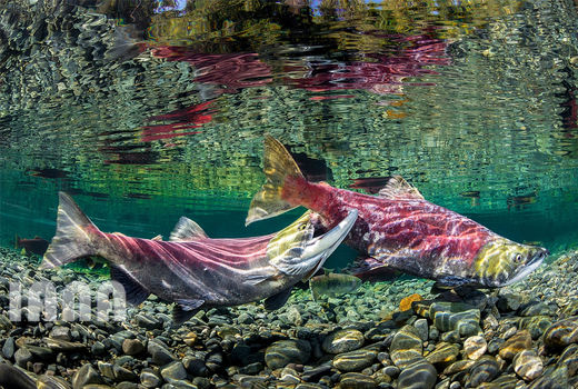 ماهی آزاد وحشی در آب‌های پاسیفیک