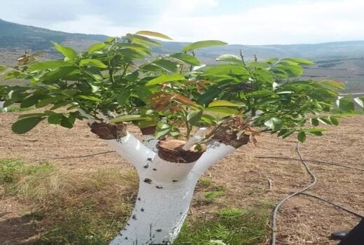 اجرای طرح پیوند سرشاخه کاری در ۵۰ هکتار از باغات گردوی استان قزوین