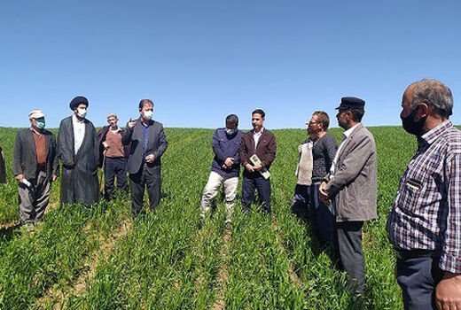 طرح جهش تولید در دیمزار های شهرستان ورزقان