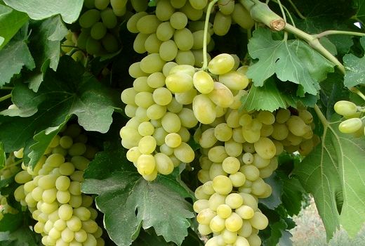 برداشت از 6 هزار هکتار تاکستان کوار آغاز شد