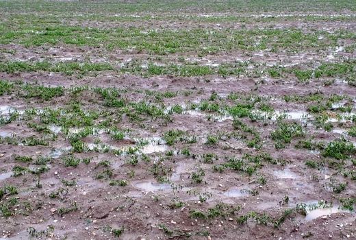 سیل به کشاورزان و دامداران اسفراین خسارت زد 