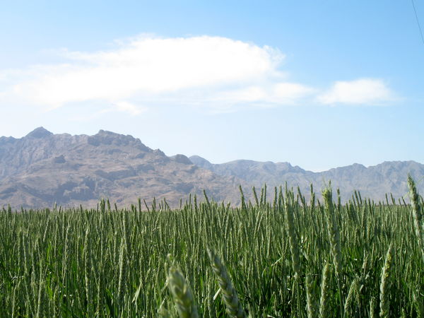 بیش از 68 هزارهکتارازاراضی سیستان وبلوچستان زیرکشت گندم رفت