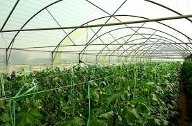 توسعه کشت های گلخانه ای در راستای بهره وری از منابع آبی