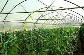 توسعه کشت های گلخانه ای در راستای بهره وری از منابع آبی