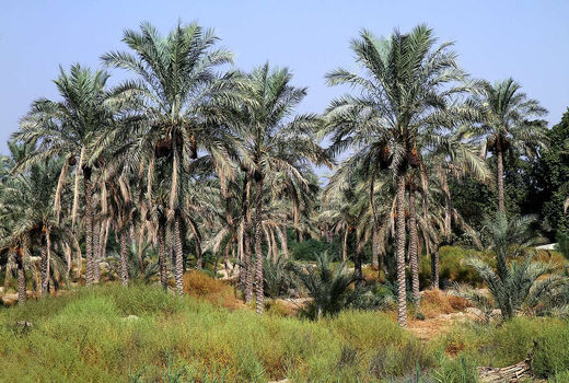  گرده افشانی نخیلات کازرون ادامه دارد