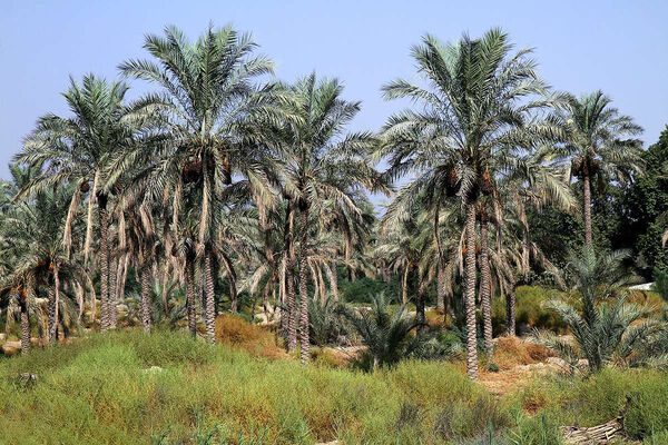 نخلستان‌های بوشهر تحت پایش آفت سرخرطومی حنایی قرار گرفت