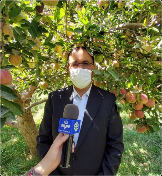  برداشت ۷۵ هزار تن سیب در لرستان