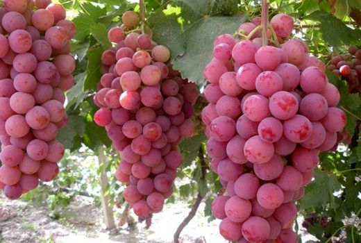 سرمایه در گردش شرکت کنسانتره شاهرود توسط صندوق حمایت استان سمنان تأمین شد