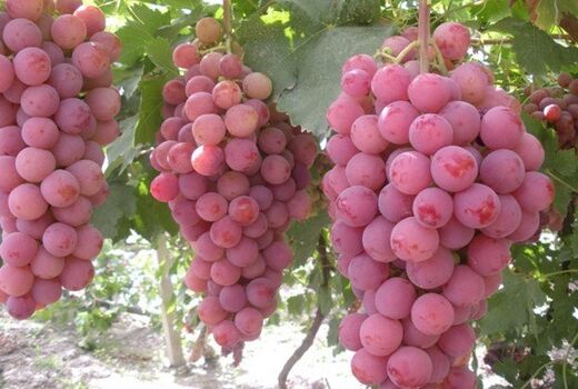 سرمایه در گردش شرکت کنسانتره شاهرود توسط صندوق حمایت استان سمنان تأمین شد