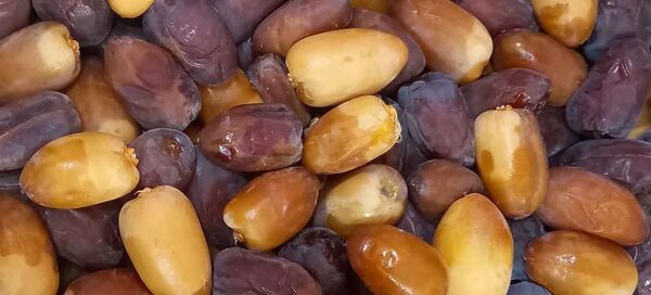 شیرین کامی زرین دشتی‌ها از رطب تازه