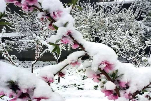 بارش برف بهاری - غرق‌آباد