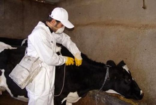 آغاز فاز دوم طرح مایه کوبی عمومی ضربتی علیه بیماری تب برفکی دام سنگین