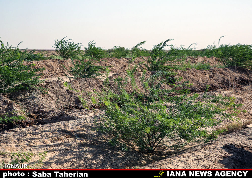  مقابله با بیان زایی