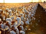 رشد 18درصدی تولید پنبه در کشور