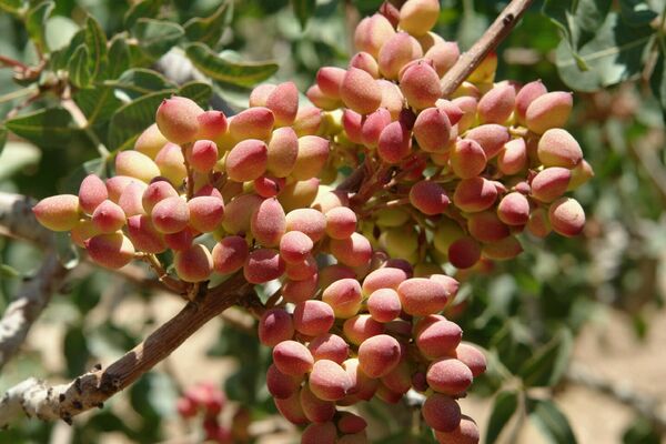 تولید سالیانه ۱۲ هزار تن پسته در شهرستان سرایان
