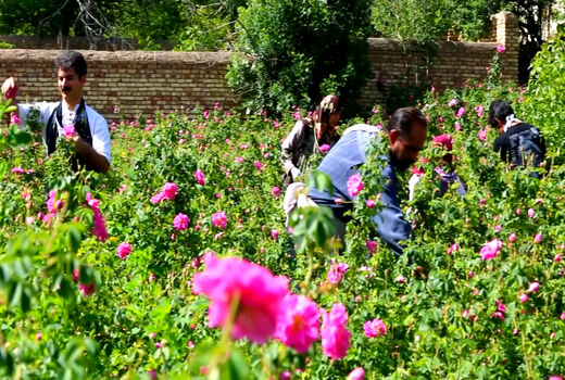 آغاز برداشت گل محمدی در شهرستان اردستان